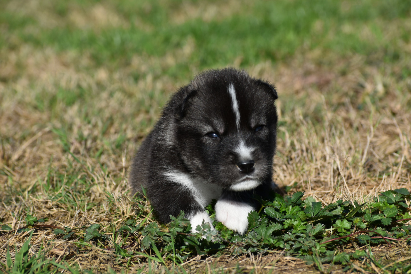 du chalet des edelweiss - Chiots disponibles - Siberian Husky