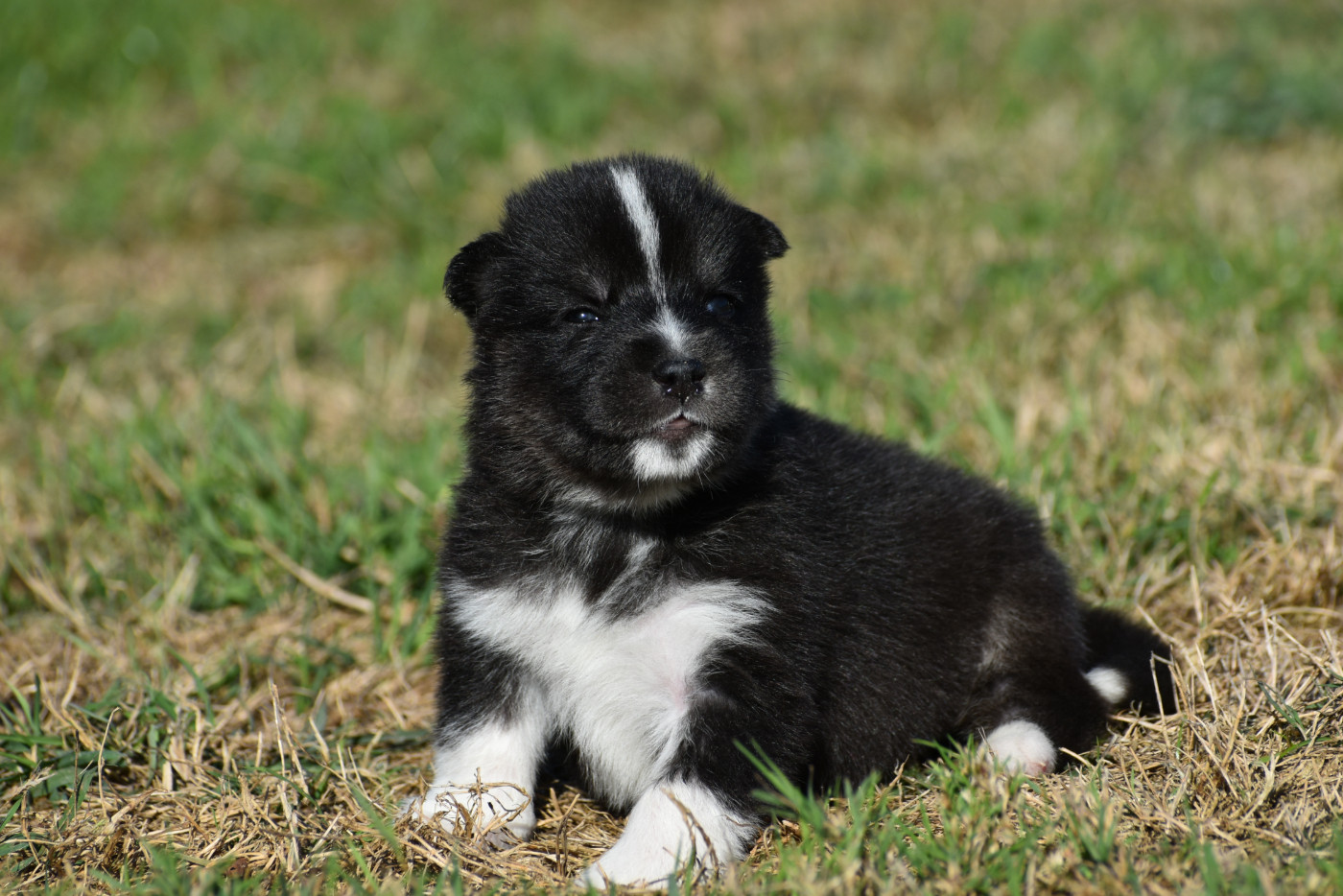 du chalet des edelweiss - Chiots disponibles - Siberian Husky