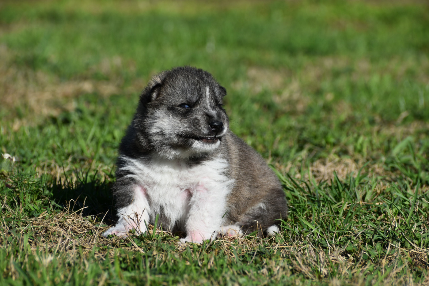 du chalet des edelweiss - Chiots disponibles - Siberian Husky