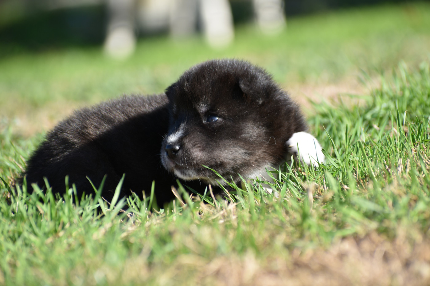 du chalet des edelweiss - Chiots disponibles - Siberian Husky