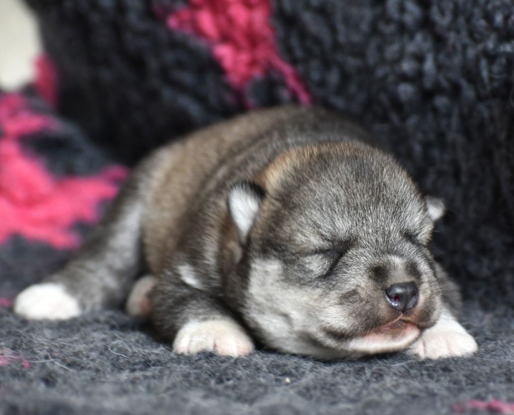 du chalet des edelweiss - Chiots disponibles - Siberian Husky