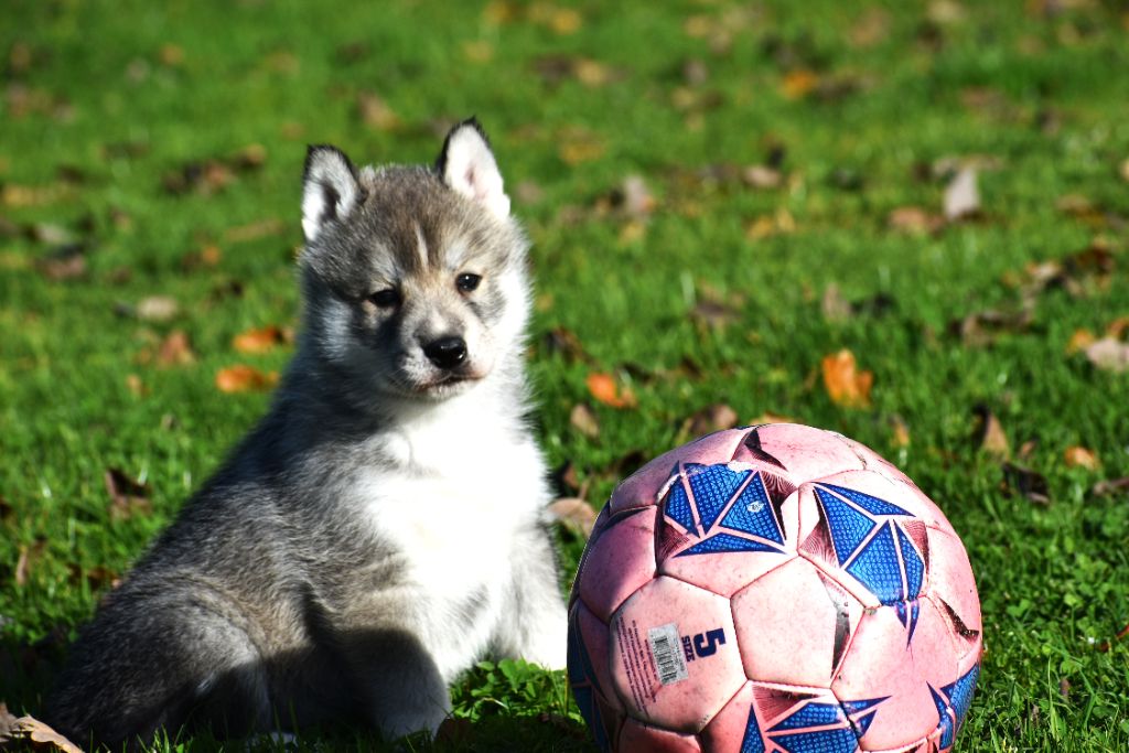 du chalet des edelweiss - Chiots disponibles - Siberian Husky