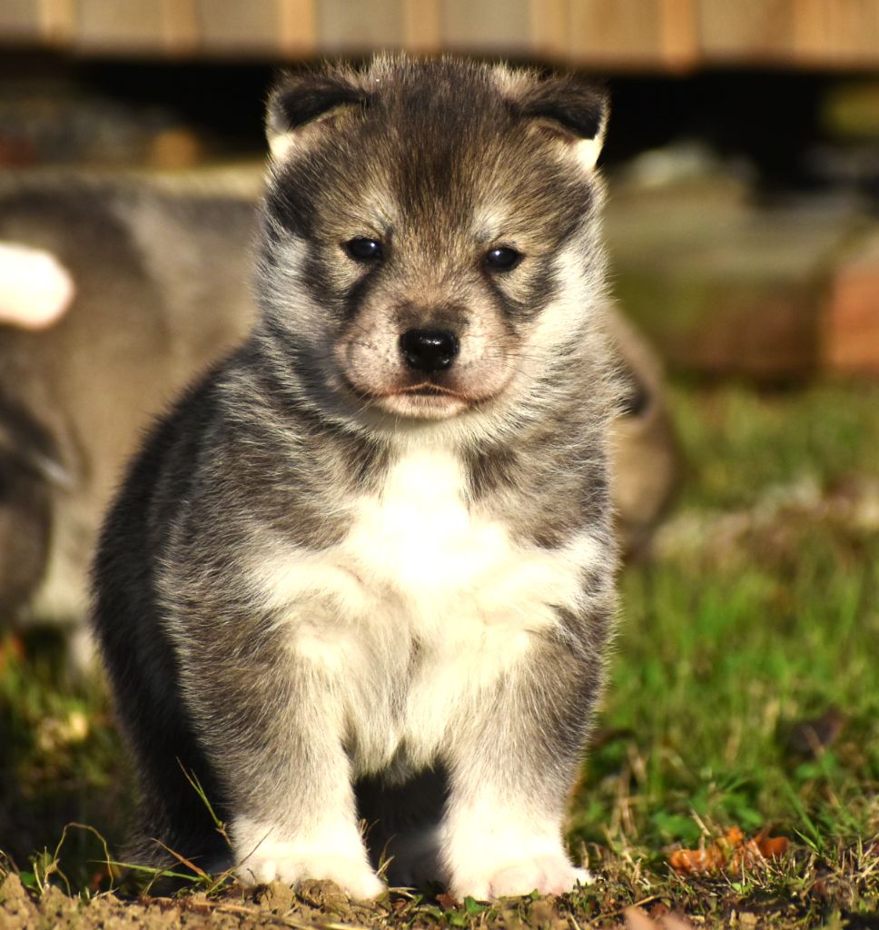 du chalet des edelweiss - Chiots disponibles - Siberian Husky