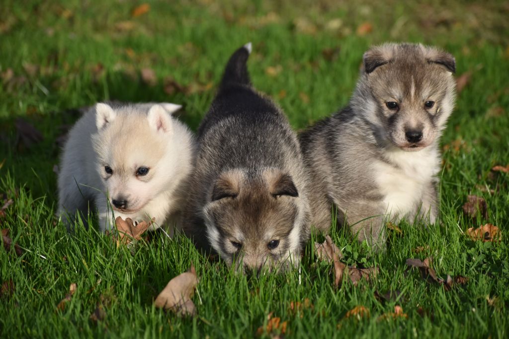 Chiot Siberian Husky du chalet des edelweiss