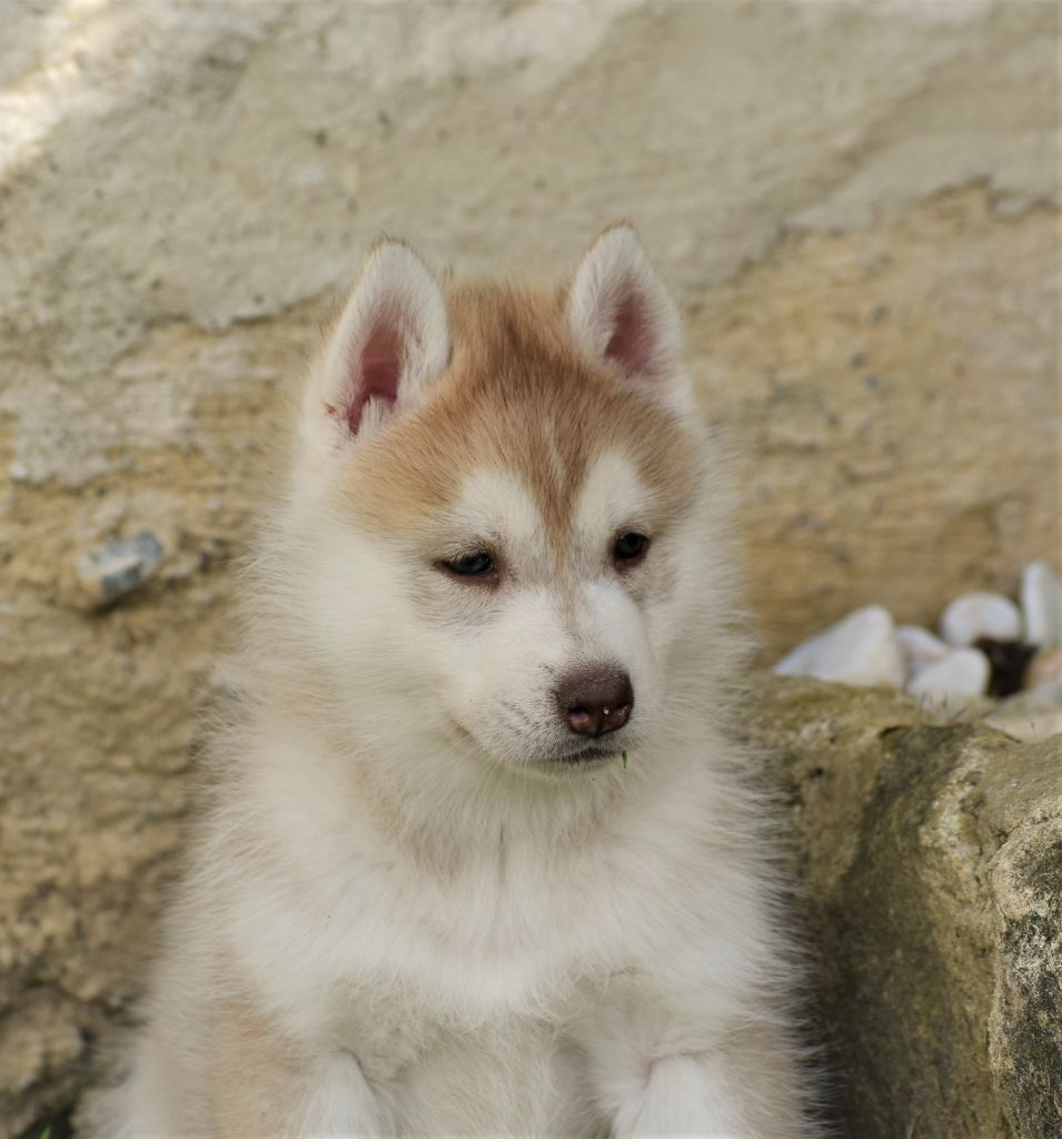 du chalet des edelweiss - Chiots disponibles - Siberian Husky