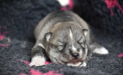 CHIOT 3