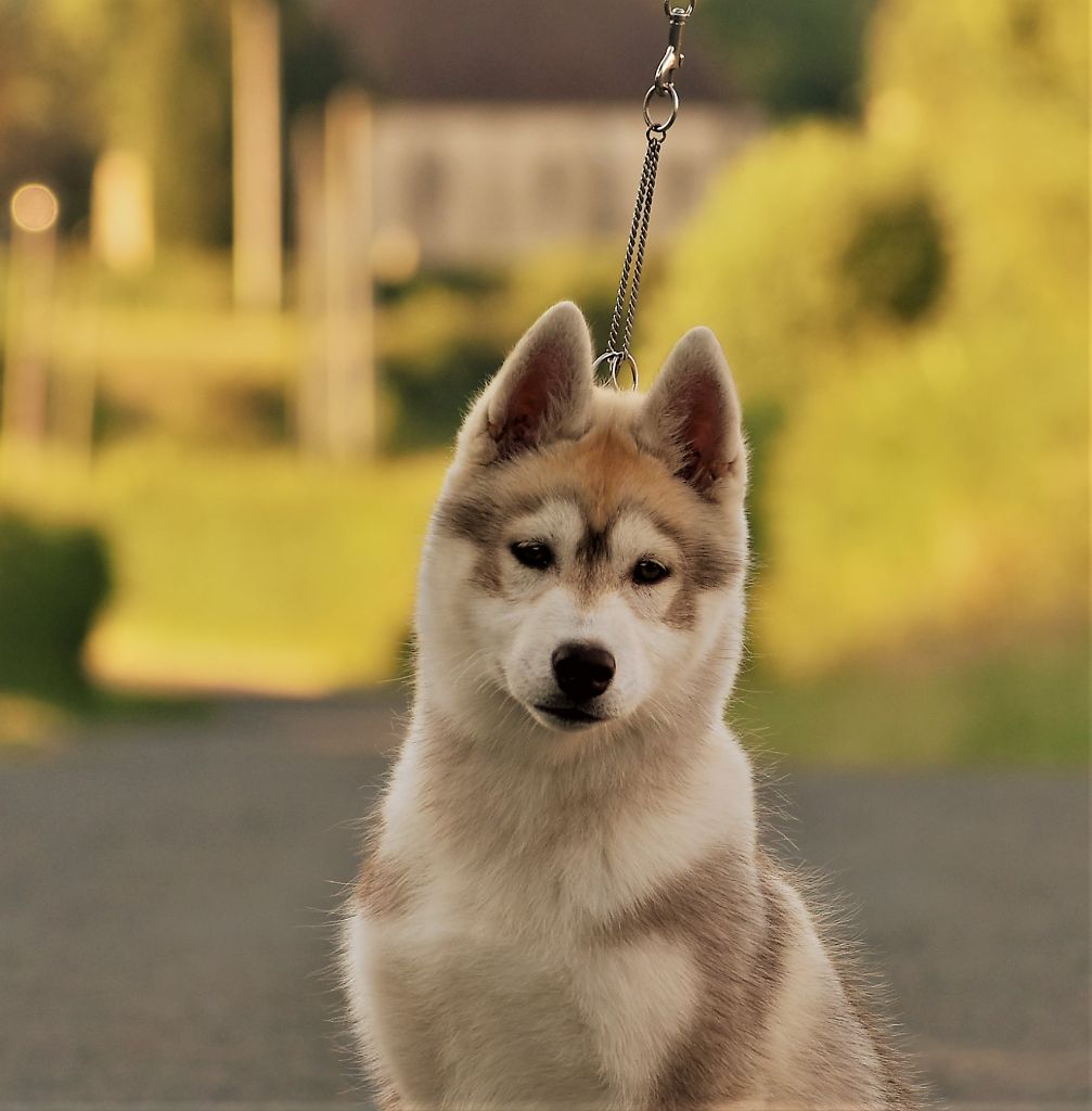 du chalet des edelweiss - Chiots disponibles - Siberian Husky