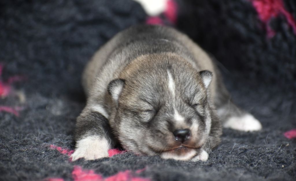 du chalet des edelweiss - Chiots disponibles - Siberian Husky