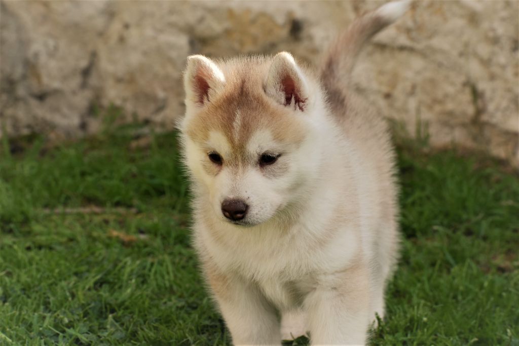 du chalet des edelweiss - Chiots disponibles - Siberian Husky