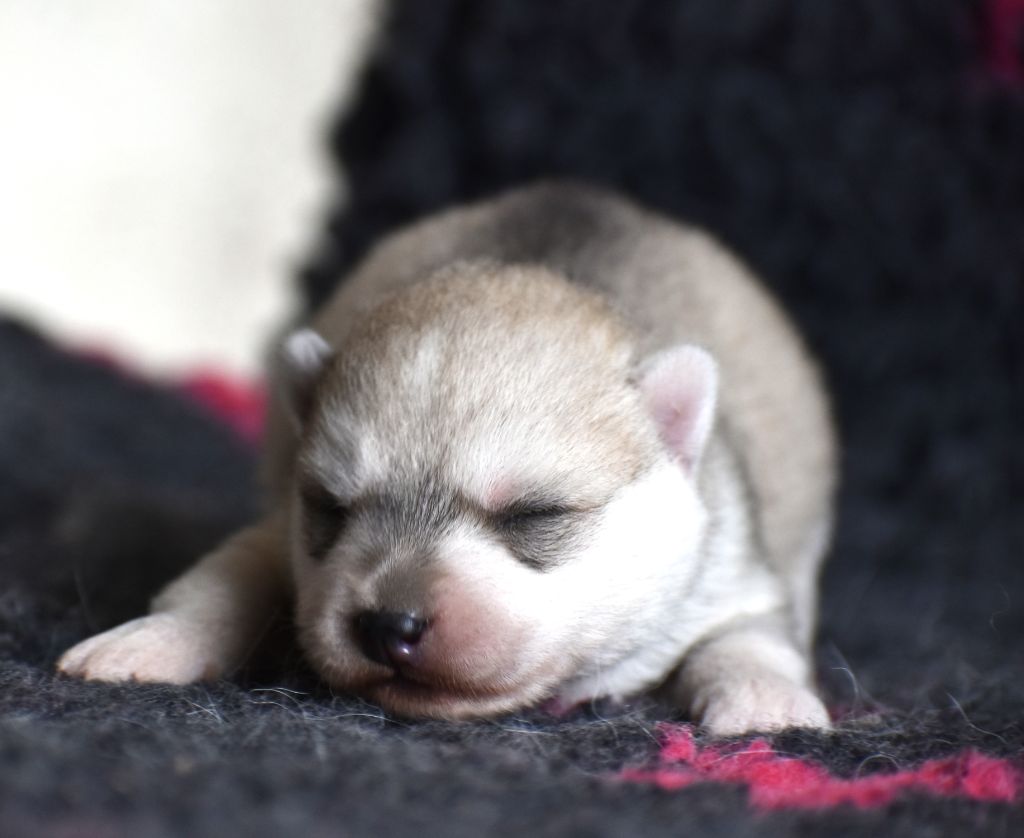 du chalet des edelweiss - Chiots disponibles - Siberian Husky