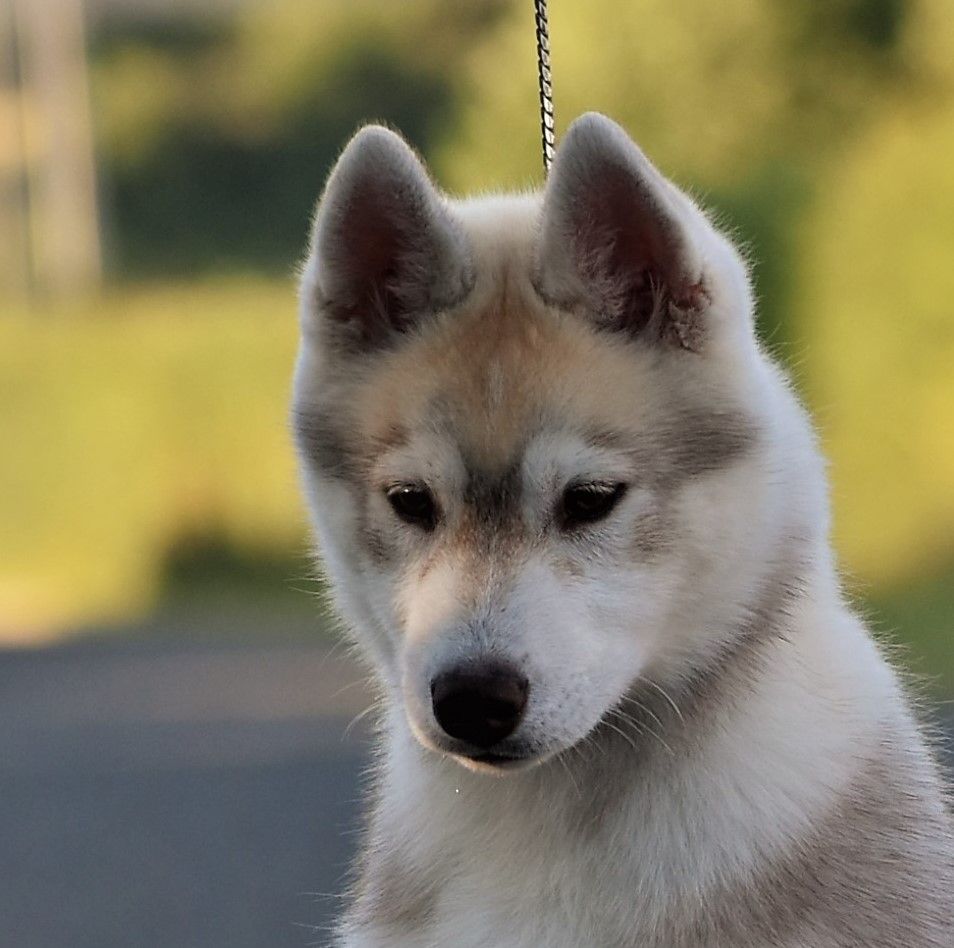 du chalet des edelweiss - Chiots disponibles - Siberian Husky